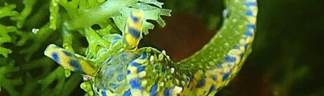 ナギサノツユ、フリソデミドリガイ、フチドリミドリガイ　ウミウシ日和で楽しすぎ