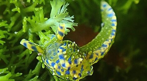 ナギサノツユ、フリソデミドリガイ、フチドリミドリガイ　ウミウシ日和で楽しすぎ