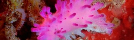 綺麗なセンヒメウミウシ、ウミウサギの仲間