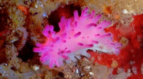 綺麗なセンヒメウミウシ、ウミウサギの仲間