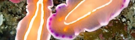 久しぶりの外海　海況良好　シロタスキのペア、フリソデミドリガイ、ナギサノツユ