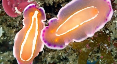 久しぶりの外海　海況良好　シロタスキのペア、フリソデミドリガイ、ナギサノツユ