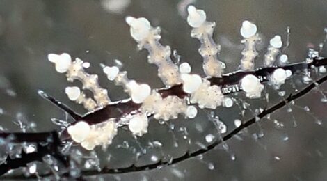 幸せの海　通路開通　透明度改善　うねり無しの湾内