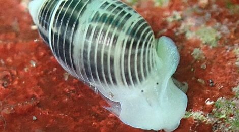 アサグモキジビキガイ