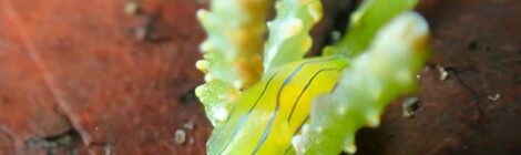 NEWフリソデミドリガイ　綺麗です
