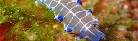 フリソデミドリガイ、オセザキホクヨウウミウシ