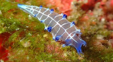 フリソデミドリガイ、オセザキホクヨウウミウシ