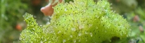 ゴクラクミドリガイ属の一種　もさもさ