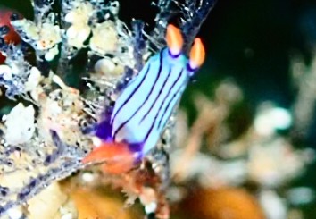 スジクロ、クロスジ