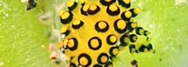 アオモウミウシ