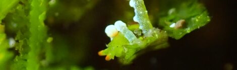 極小フリソデミドリガイ　ウミウシ秘密の花園増えてきました