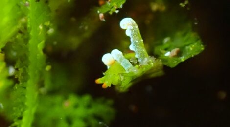 極小フリソデミドリガイ　ウミウシ秘密の花園増えてきました