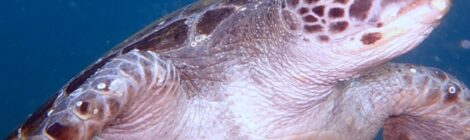 最近のアップしてなかった大瀬の生物たち