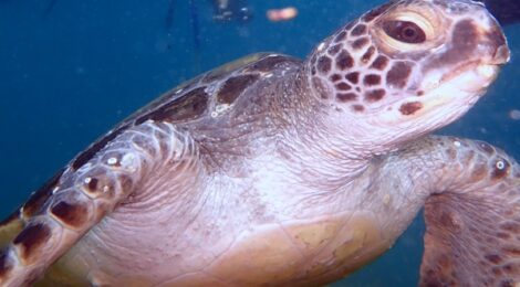 最近のアップしてなかった大瀬の生物たち
