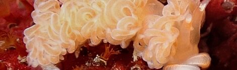 フリソデミドリガイ、ナギサノツユ、みかんほくよう、ミノ系で出始め