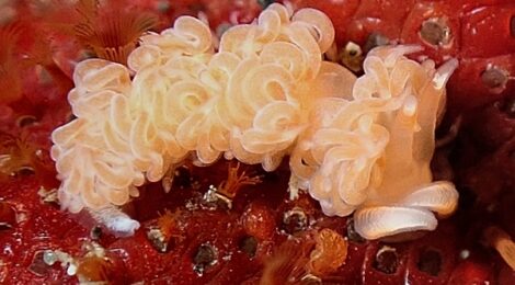 フリソデミドリガイ、ナギサノツユ、みかんほくよう、ミノ系で出始め