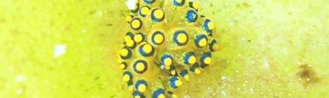アオモウミウシ、ミチヨミノ、フリソデミドリガイ、ナギサノツユほか