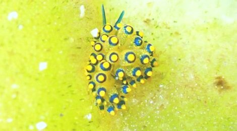 アオモウミウシ、ミチヨミノ、フリソデミドリガイ、ナギサノツユほか