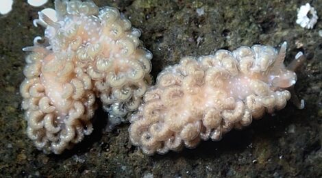ゴマちゃん　フリソデミドリガイ　クロスジリュウグウ
