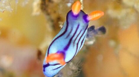 ちびクロスジリュウグウ、ゴマちゃん