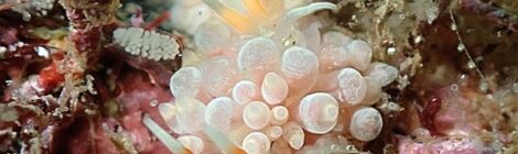 海況良好うみうしめぐり