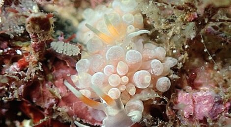 海況良好うみうしめぐり