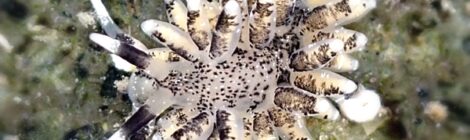 ヤツミノウミウシ