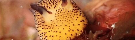 ゴマちゃん、フリソデミドリガイ、クロスジリュウグウ