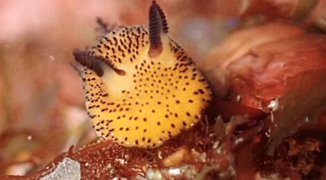 ゴマちゃん、フリソデミドリガイ、クロスジリュウグウ