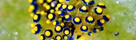 アオモ、フリソデ、ナギサ、ゴマ、クロスジリュウグウ、ちょびひげ