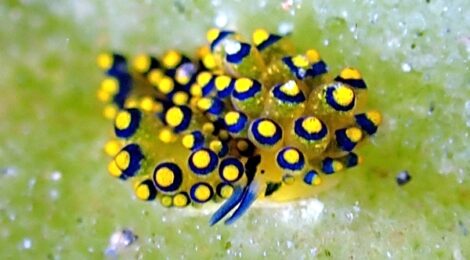 アオモ、フリソデ、ナギサ、ゴマ、クロスジリュウグウ、ちょびひげ