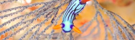 外海ウネリ無し流れ無し