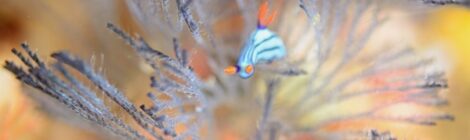 クロスジリュウグウのおちびちゃん