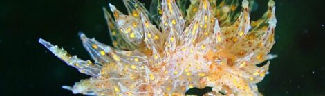 タマガワコヤナギウミウシを見つけると