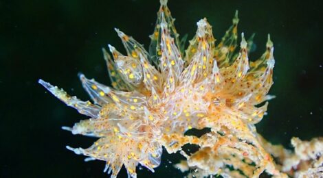 タマガワコヤナギウミウシを見つけると