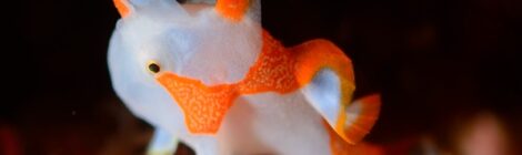 白クマ一号　白いクマドリカエルアンコウ極小