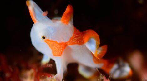 白クマ一号　白いクマドリカエルアンコウ極小