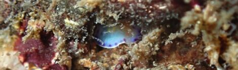 ウミウシ秘密の花園炸裂！シラライロウミウシ登場