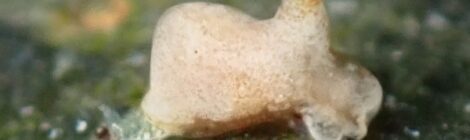 ズングリウミコチョウ？