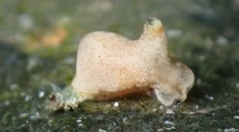 ズングリウミコチョウ？
