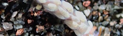 海がどんどん変化してます。ウミウシが変わってきてます。